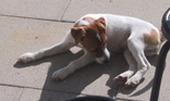 Animal Whisper - listen when your animal whisper - Schamanische Heilarbeit f�r Mensch und Tier - Schamanismus, Aura-Soma, Tierkommunikation, Tiertherapie und Coaching