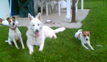 Animal Whisper - listen when your animal whisper - Schamanische Heilarbeit f�r Mensch und Tier - Schamanismus, Aura-Soma, Tierkommunikation, Tiertherapie und Coaching