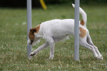 Animal Whisper - listen when your animal whisper - Tiertherapie und Coaching