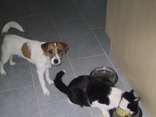 Animal Whisper - listen when your animal whisper - Tiertherapie und Coaching