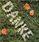 Lebensbaum